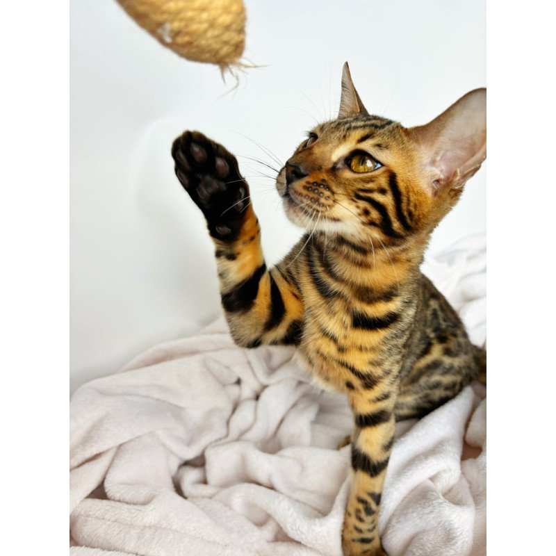 Bengal NOV Lily