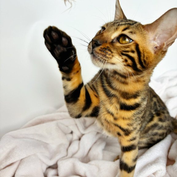 Bengal NOV Lily