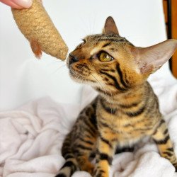 Bengal NOV Lily