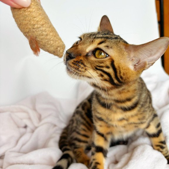 Bengal NOV Lily