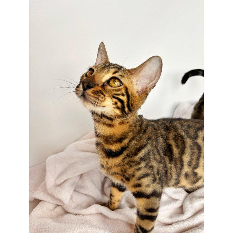 Bengal NOV Lily