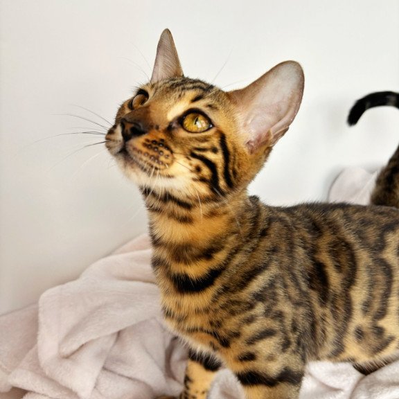 Bengal NOV Lily