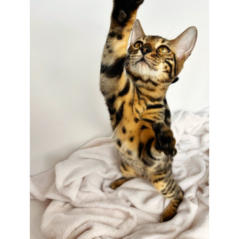 Bengal NOV Lily