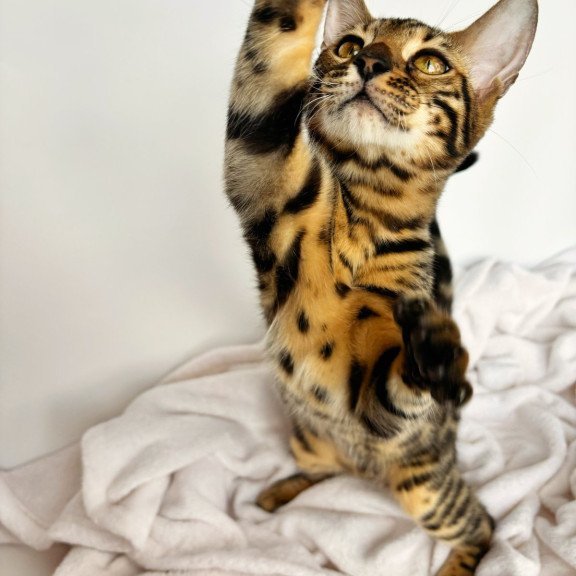 Bengal NOV Lily