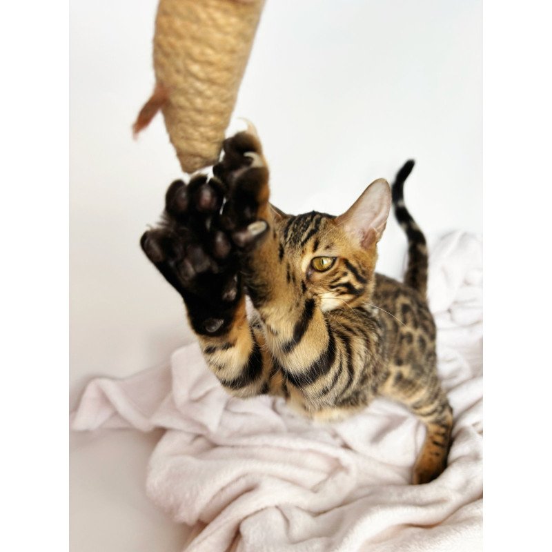 Bengal NOV Lily