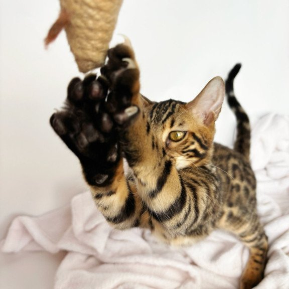 Bengal NOV Lily