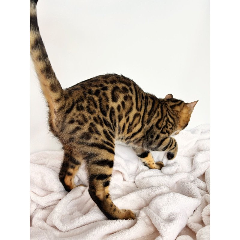 Bengal NOV Lily