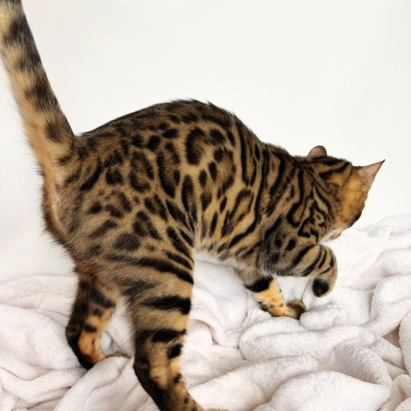 Bengal NOV Lily