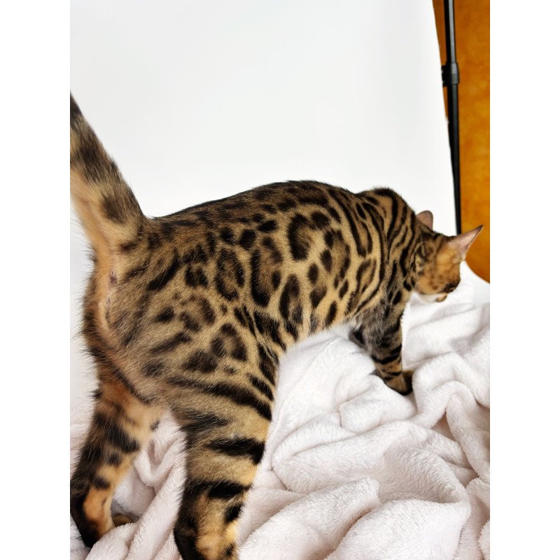 Bengal NOV Lily