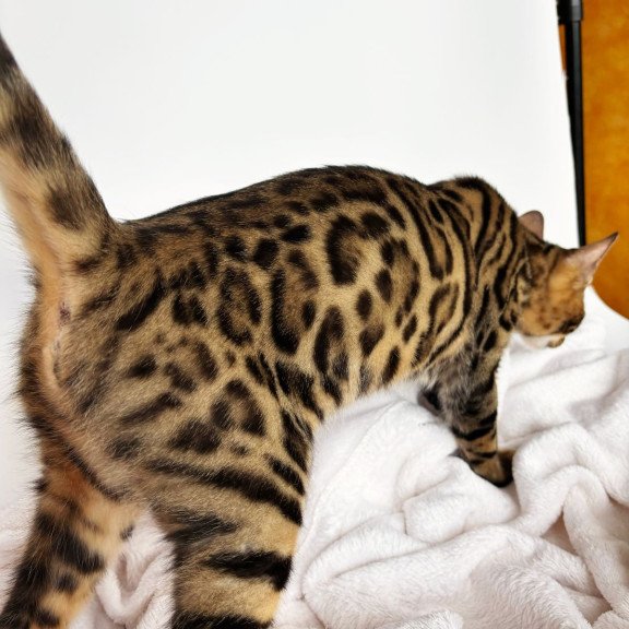 Bengal NOV Lily