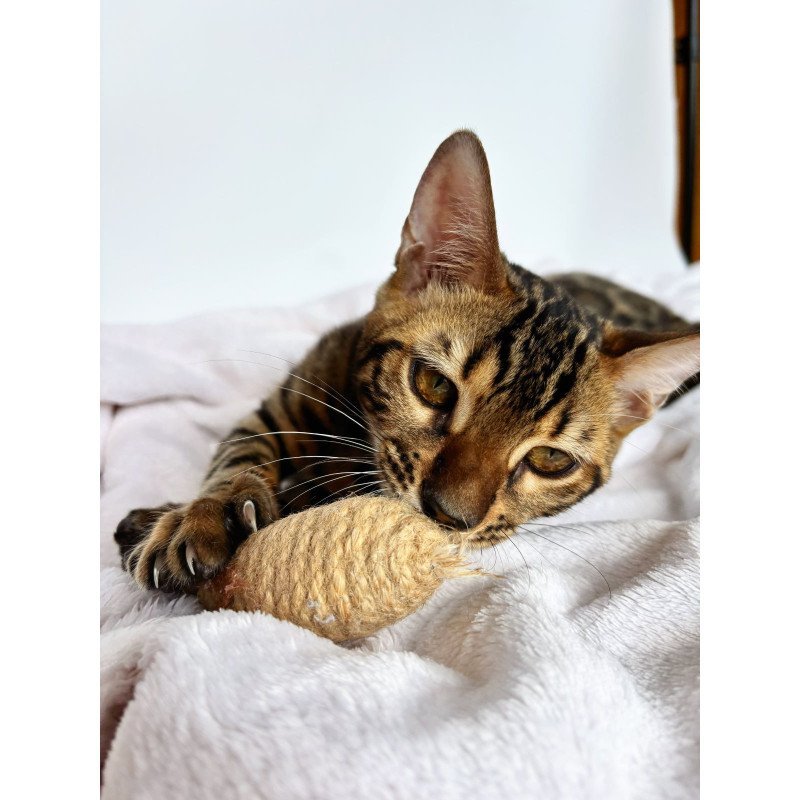 Bengal NOV Lily