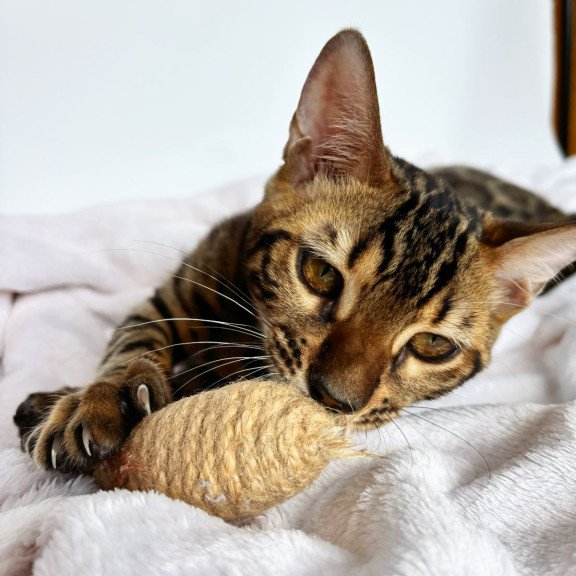 Bengal NOV Lily