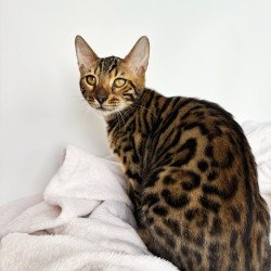 Bengal NOV Lily