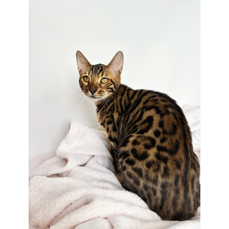 Bengal NOV Lily