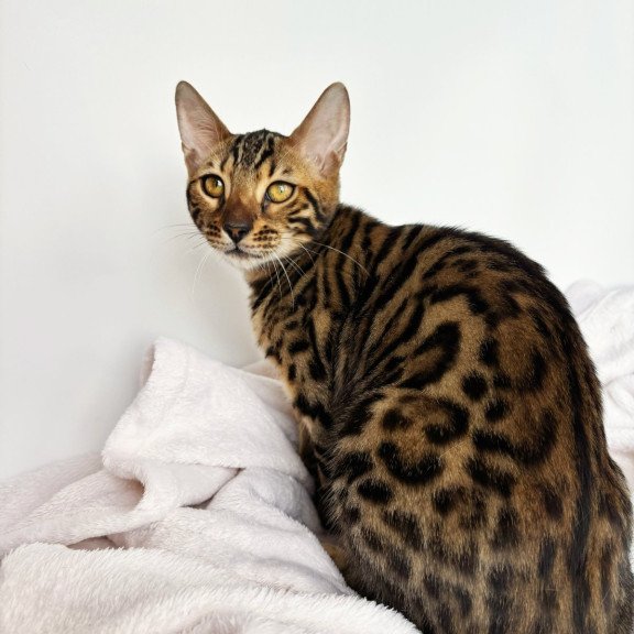 Bengal NOV Lily