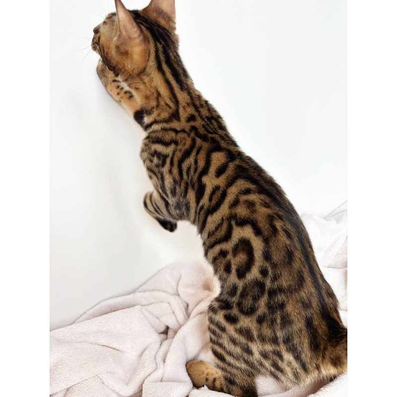Bengal NOV Lily