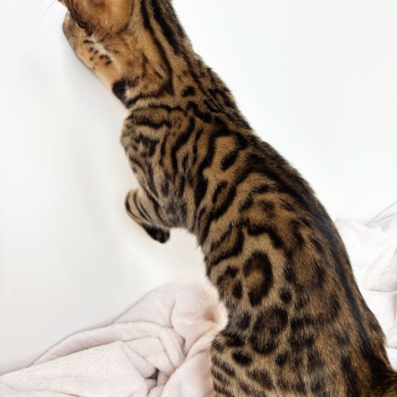 Bengal NOV Lily