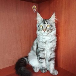 Maine Coon NOV Jasper