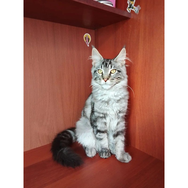 Maine Coon NOV Jasper