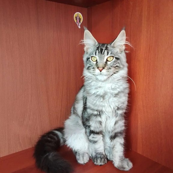 Maine Coon NOV Jasper