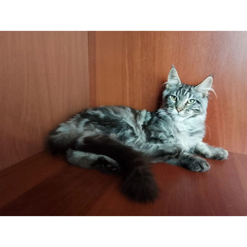 Maine Coon NOV Jasper