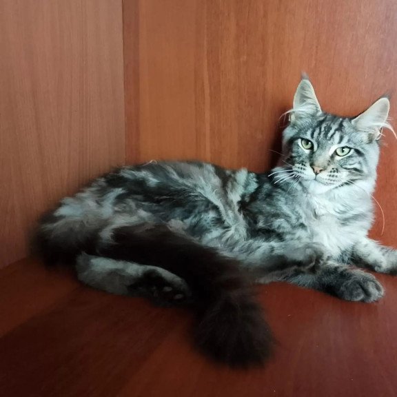 Maine Coon NOV Jasper