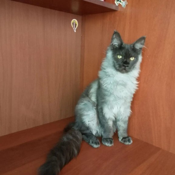 Maine Coon NOV Jack