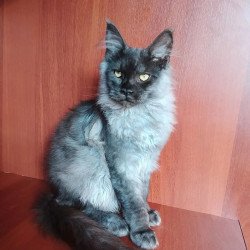 Maine Coon NOV Jack