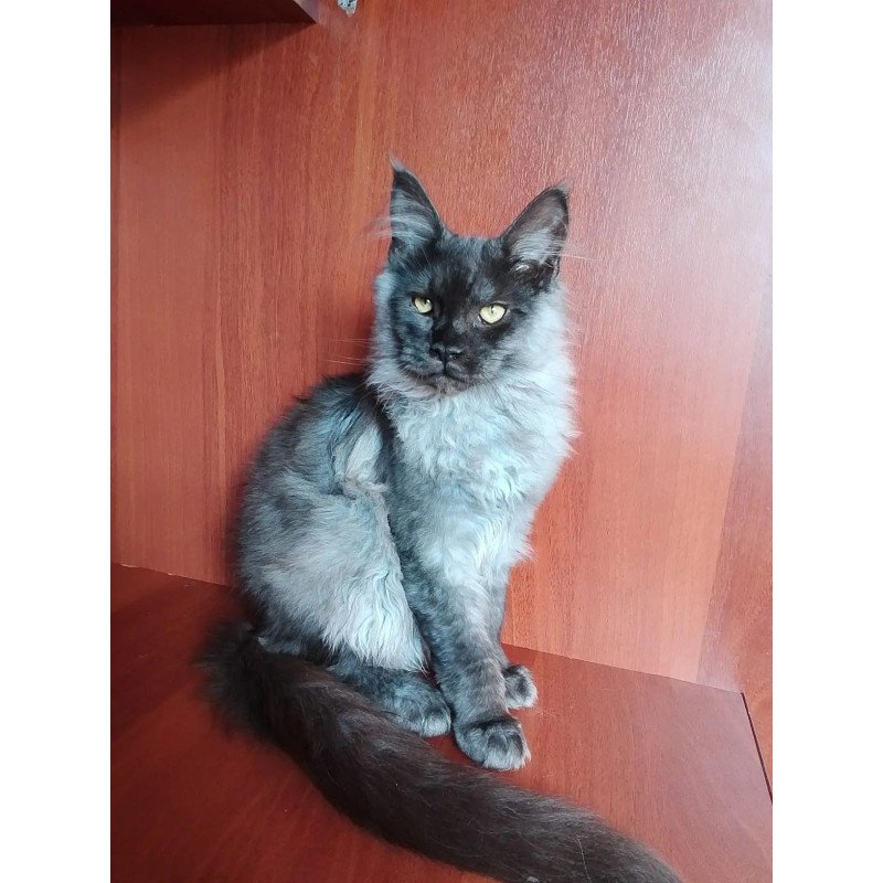 Maine Coon NOV Jack