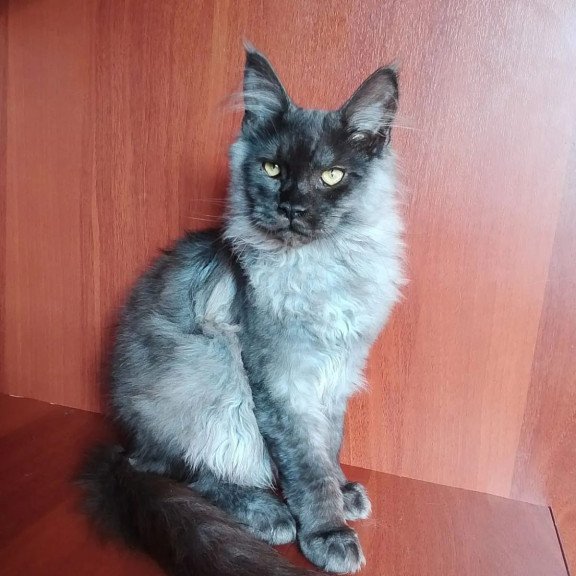 Maine Coon NOV Jack