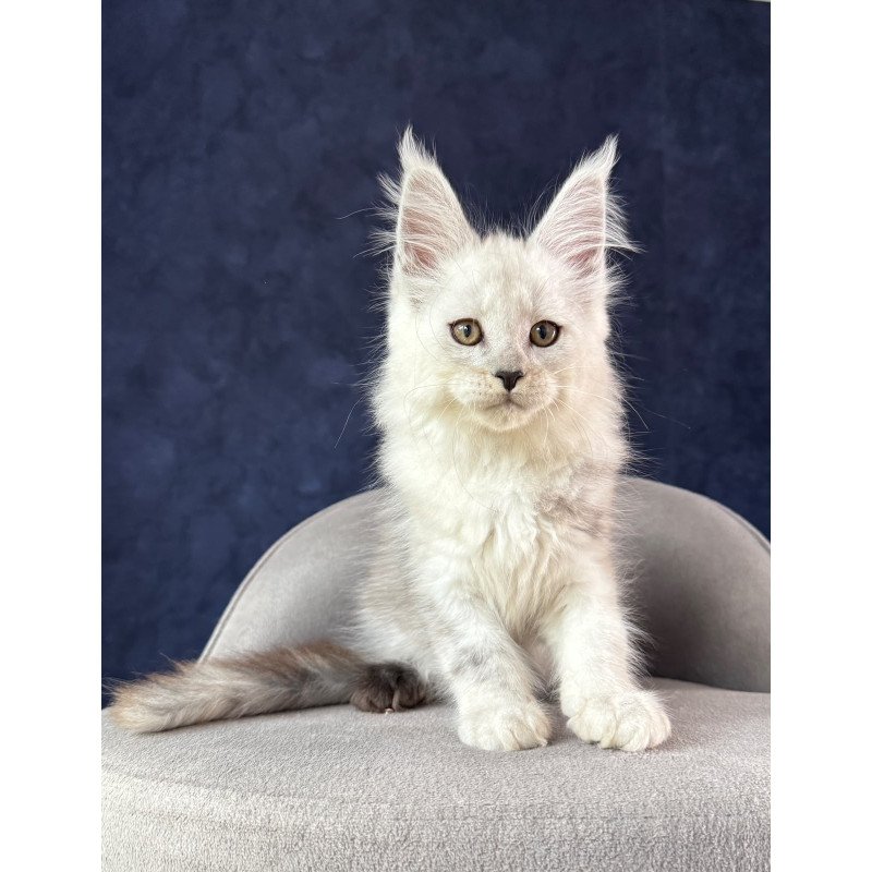 Maine Coon NOV Effect