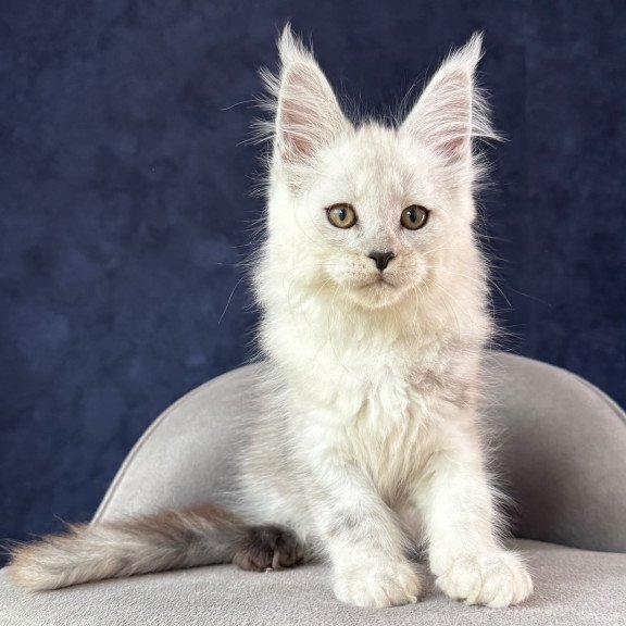 Maine Coon NOV Effect