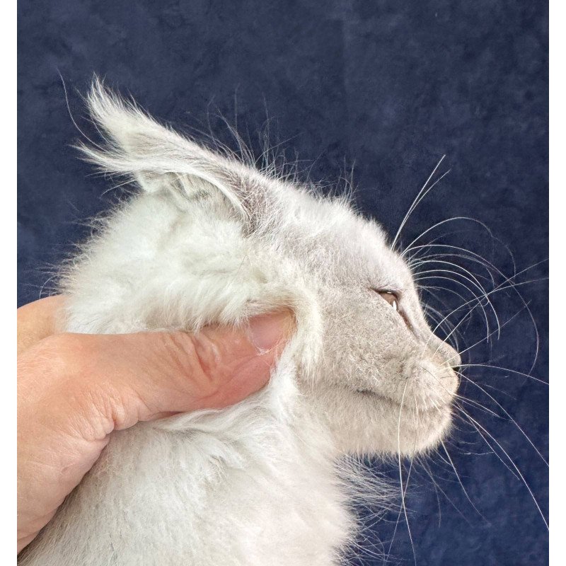 Maine Coon NOV Effect
