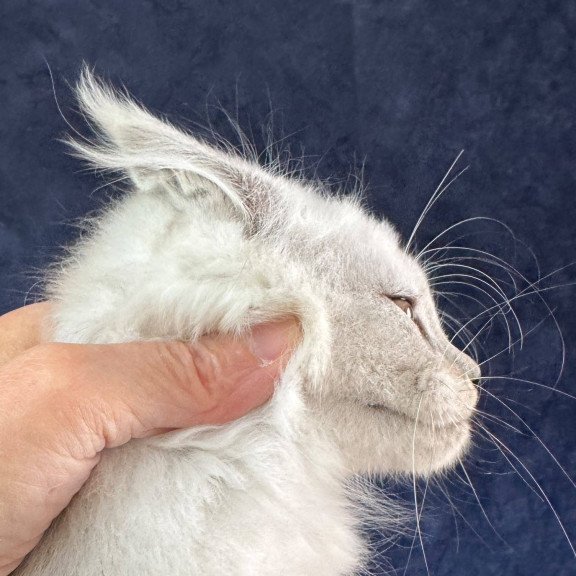 Maine Coon NOV Effect