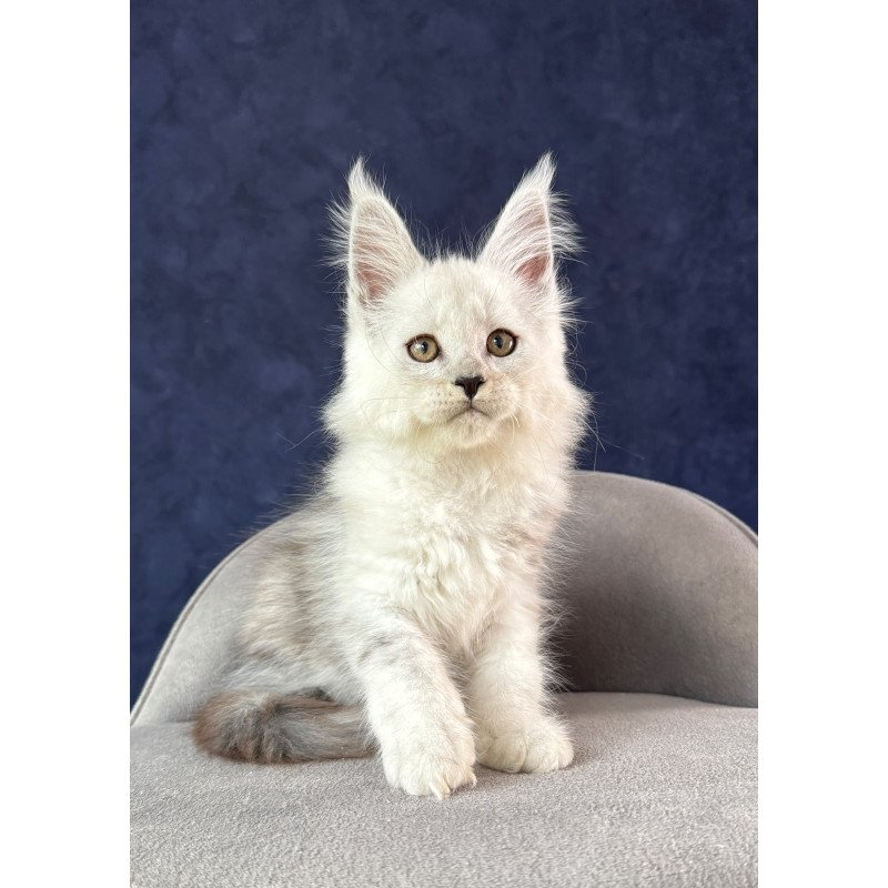 Maine Coon NOV Effect