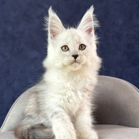 Maine Coon NOV Effect