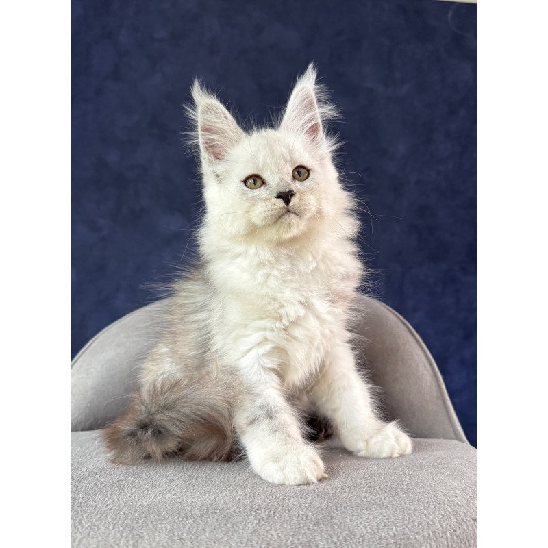Maine Coon NOV Effect