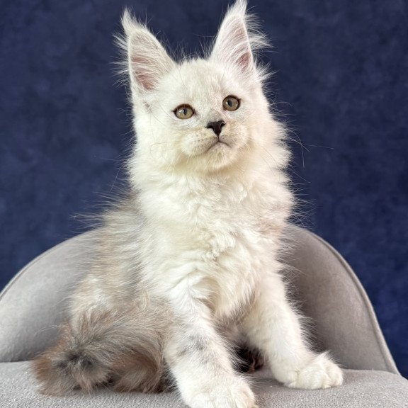 Maine Coon NOV Effect