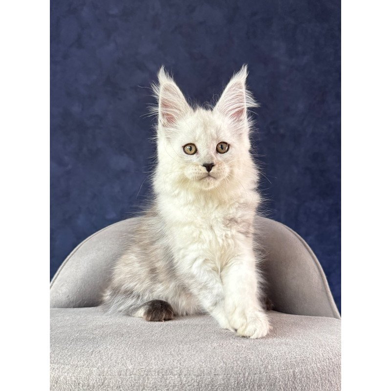 Maine Coon NOV Effect
