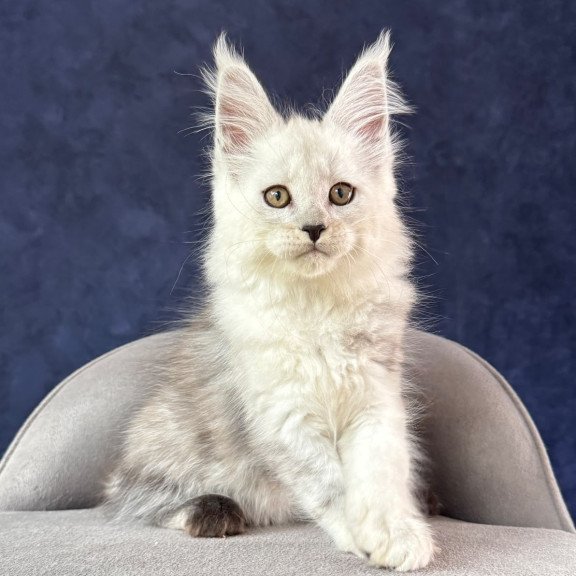 Maine Coon NOV Effect