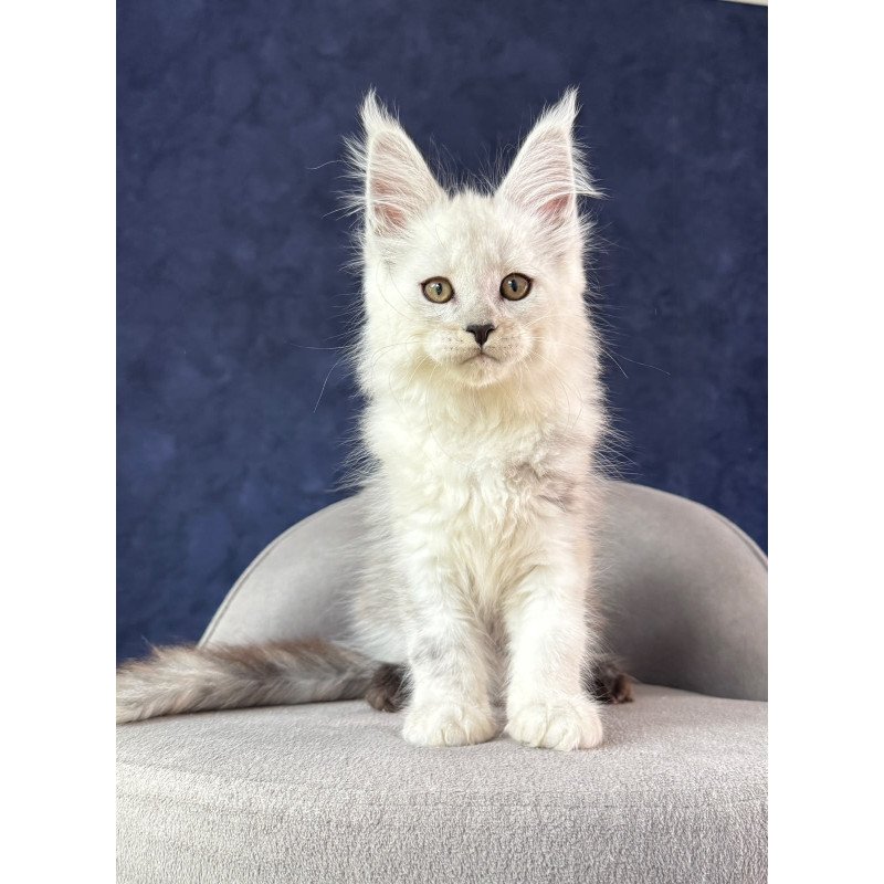 Maine Coon NOV Effect