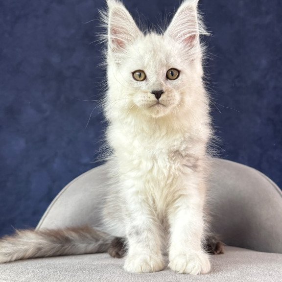 Maine Coon NOV Effect