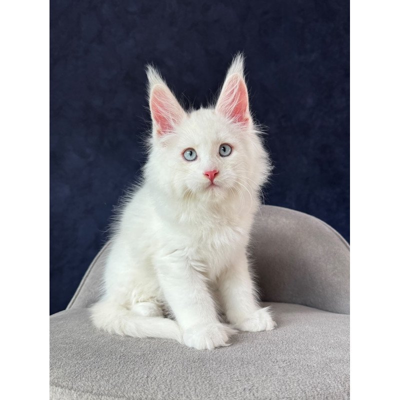 Maine Coon NOV Gambler