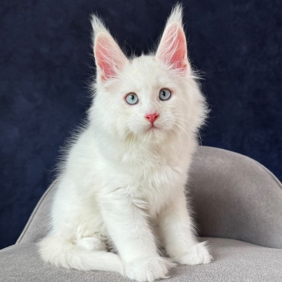 Maine Coon NOV Gambler