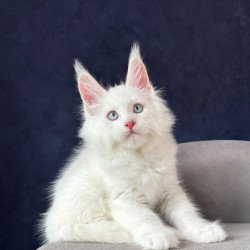 Maine Coon NOV Gambler