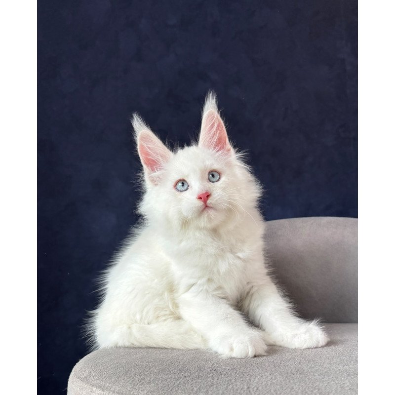 Maine Coon NOV Gambler
