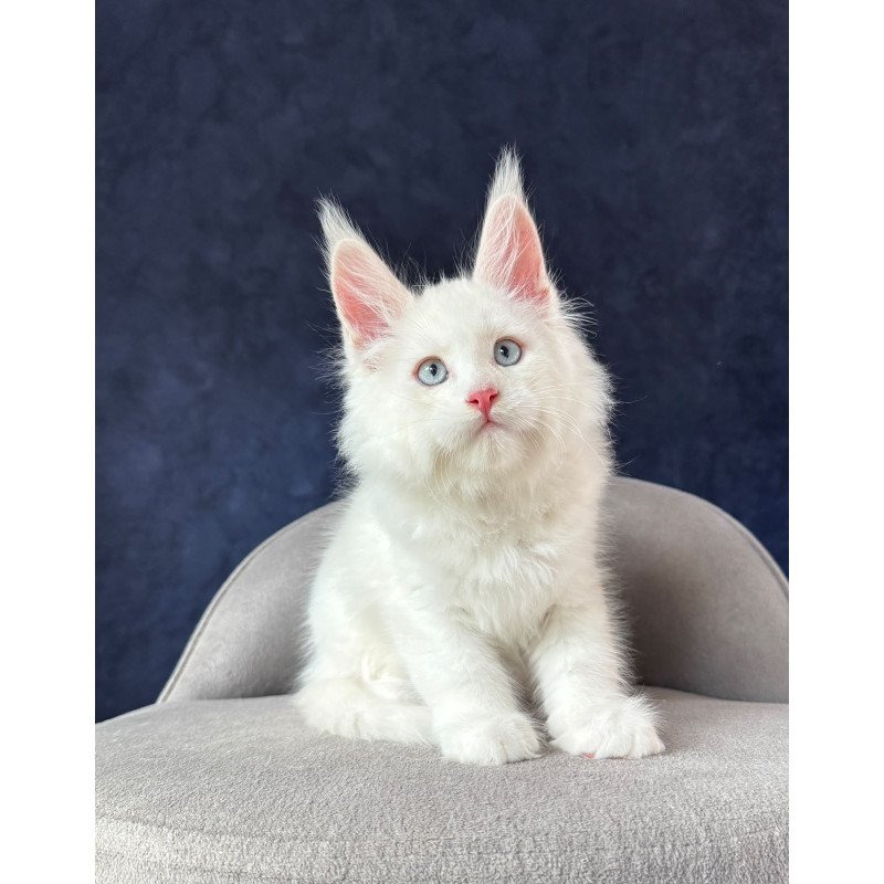 Maine Coon NOV Gambler