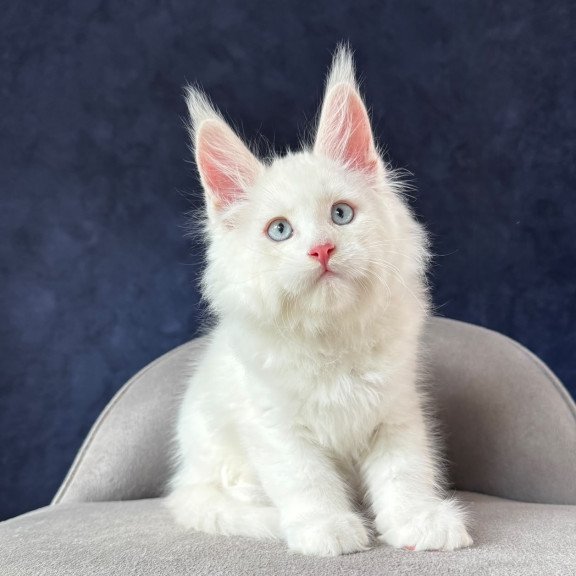 Maine Coon NOV Gambler