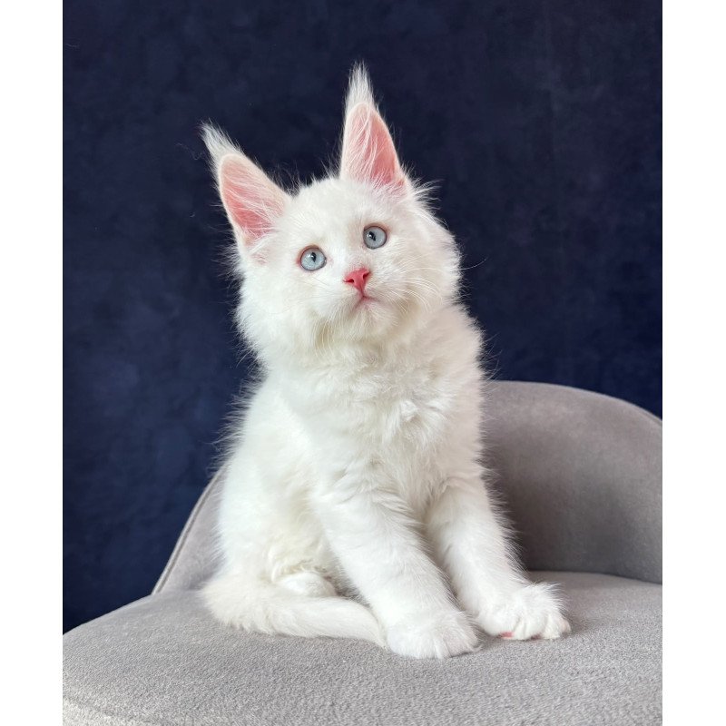 Maine Coon NOV Gambler