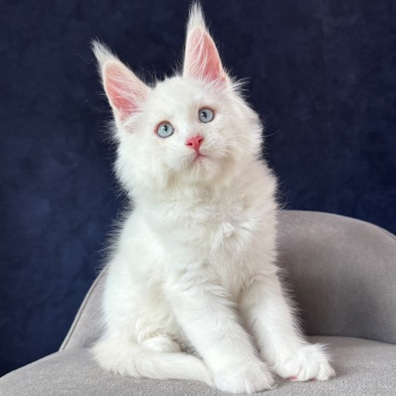 Maine Coon NOV Gambler